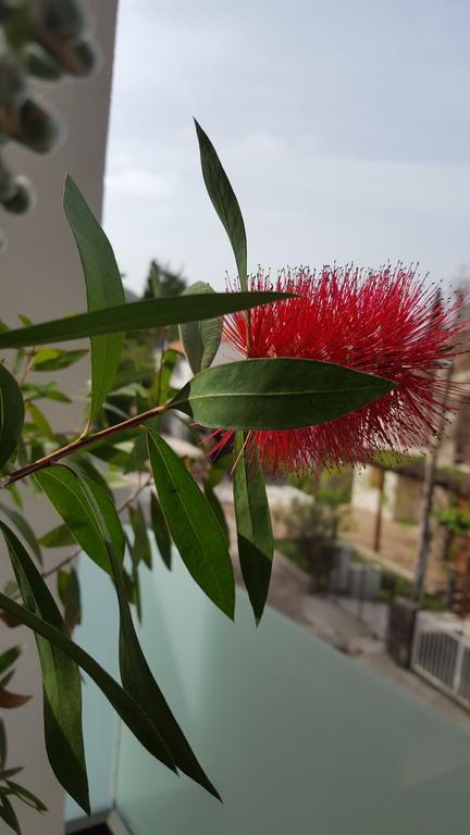 Guesthouse Laterna Herceg Novi Eksteriør billede
